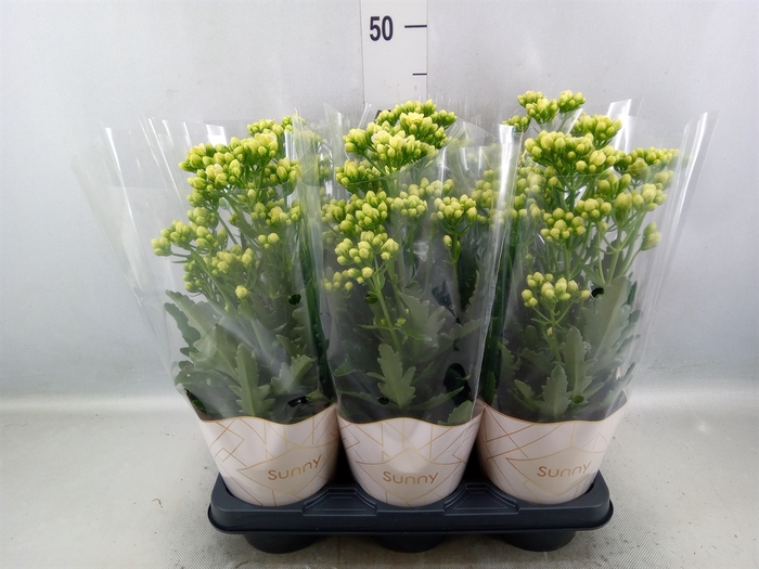 Kalanchoe  'Sunny White'