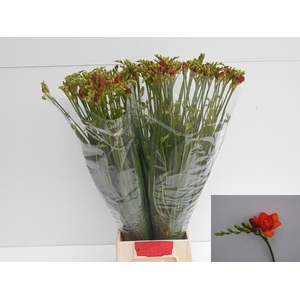 Freesia du Red Beauty