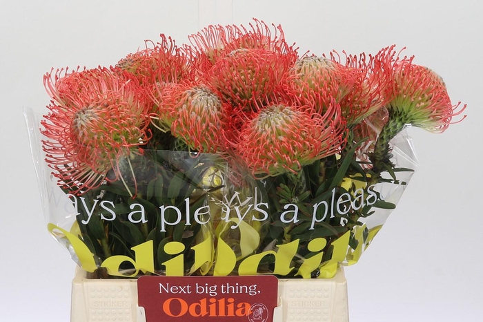 <h4>Nutans Ayoba Pink</h4>