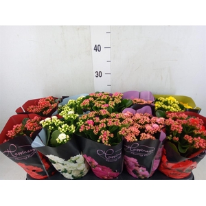 Kalanchoe blos. 'Perfecta'  ..mix 5