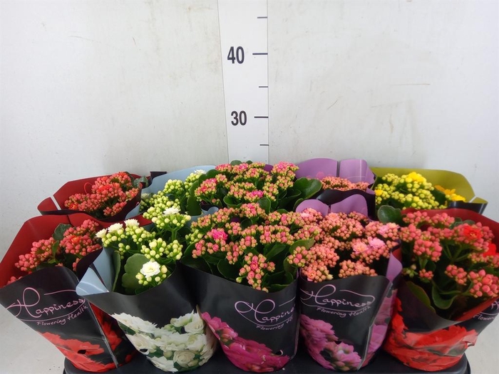 <h4>Kalanchoe blos. 'Perfecta'  ..mix 5</h4>