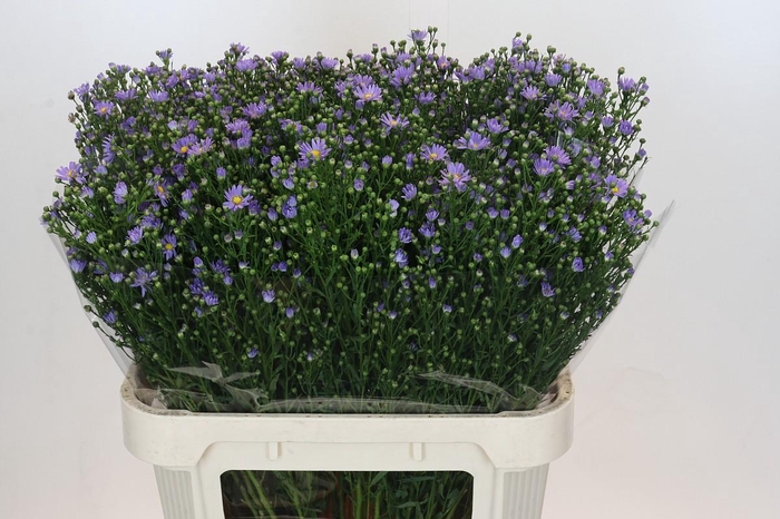 <h4>Aster Cassandra</h4>