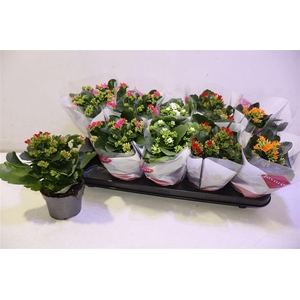 arr8 Kal En Gem 5 Kl