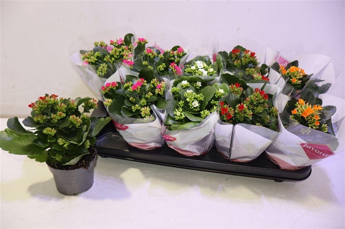 <h4>arr8 Kal En Gem 5 Kl</h4>