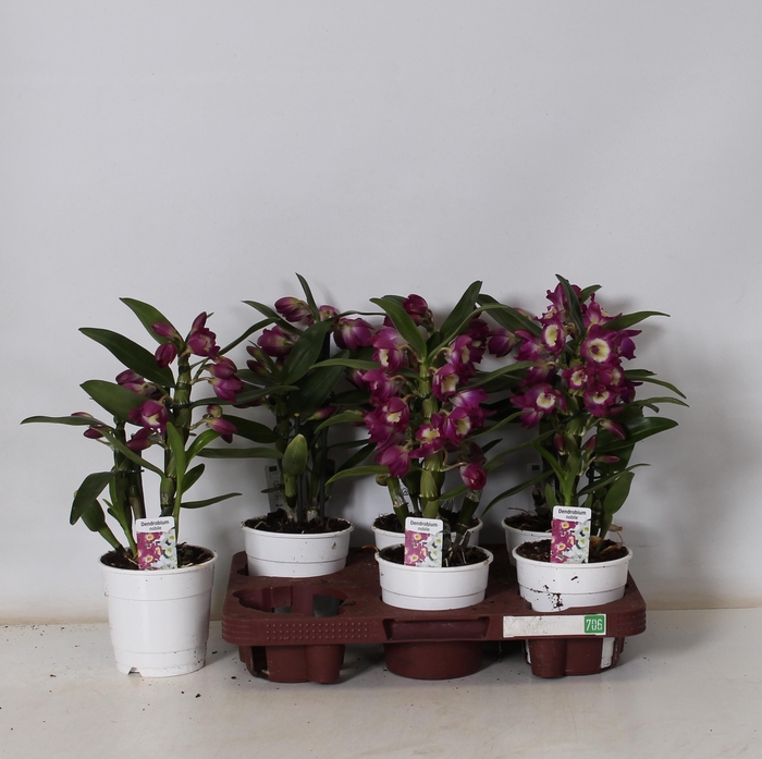 <h4>DEND NOBILE</h4>