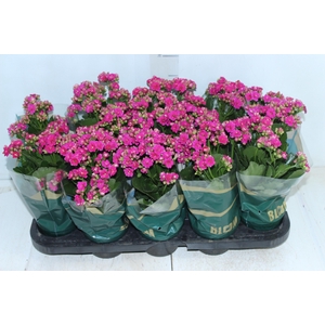 KALANCHOE DOBRADO P11 PINK