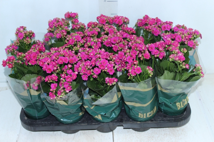 <h4>KALANCHOE DOBRADO P11 PINK</h4>