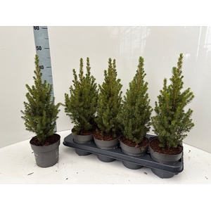 PICEA GL CONICA