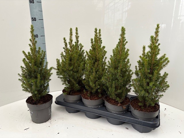 <h4>PICEA GL CONICA</h4>