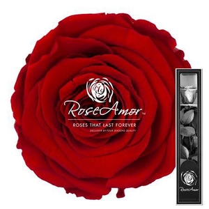 30cm Stem Red02