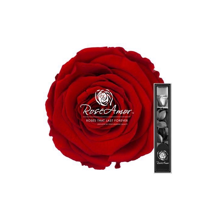 <h4>30cm Stem Red02</h4>