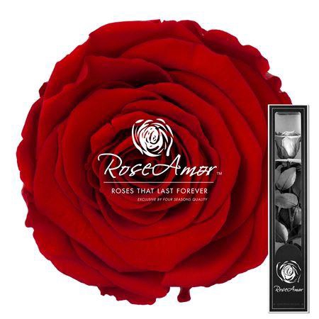 30cm Stem Red02