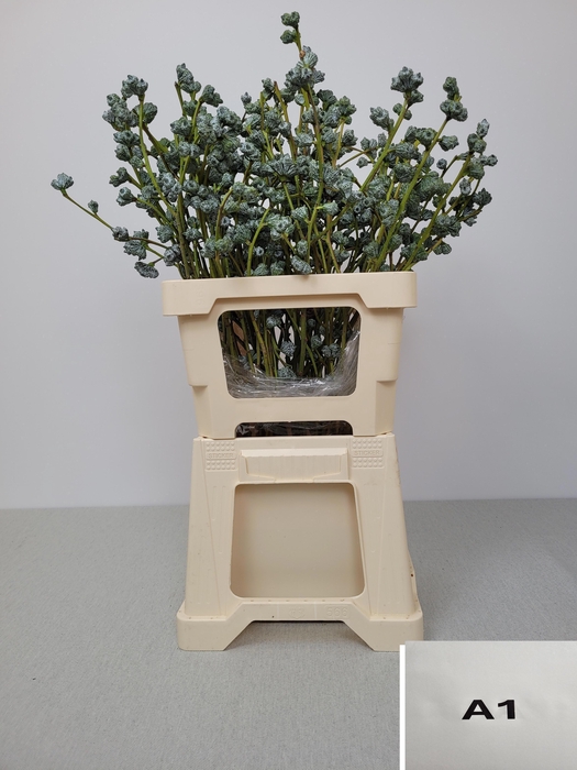 <h4>EUC GLOBULUS PB</h4>