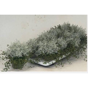 LEUCOPH BROWNII