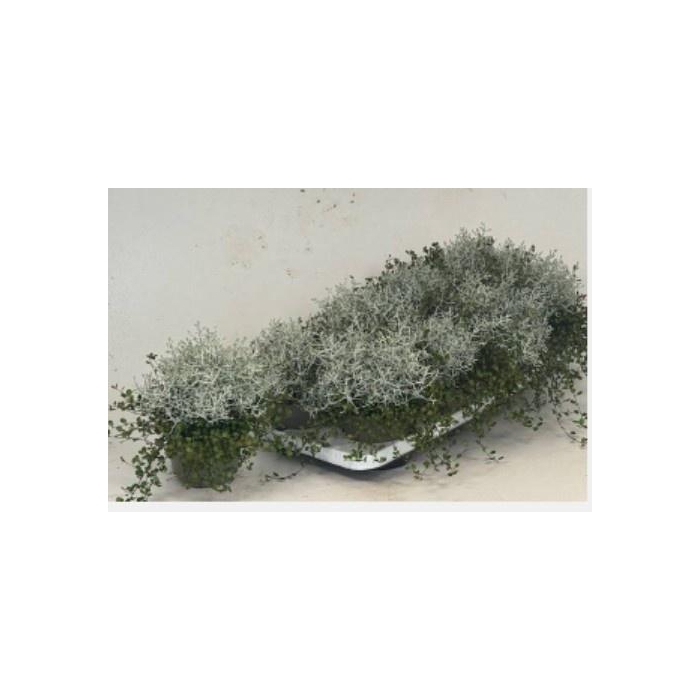 <h4>LEUCOPH BROWNII</h4>