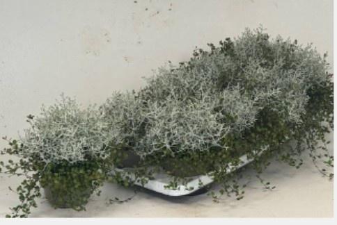 LEUCOPH BROWNII