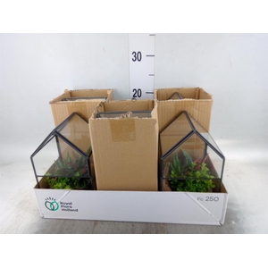 Arr. Kamerplant Groen H%