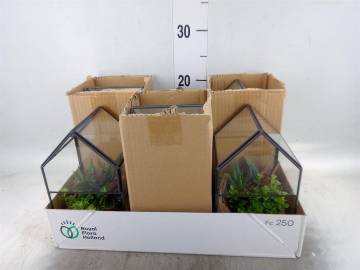 <h4>Arr. Kamerplant Groen H%</h4>