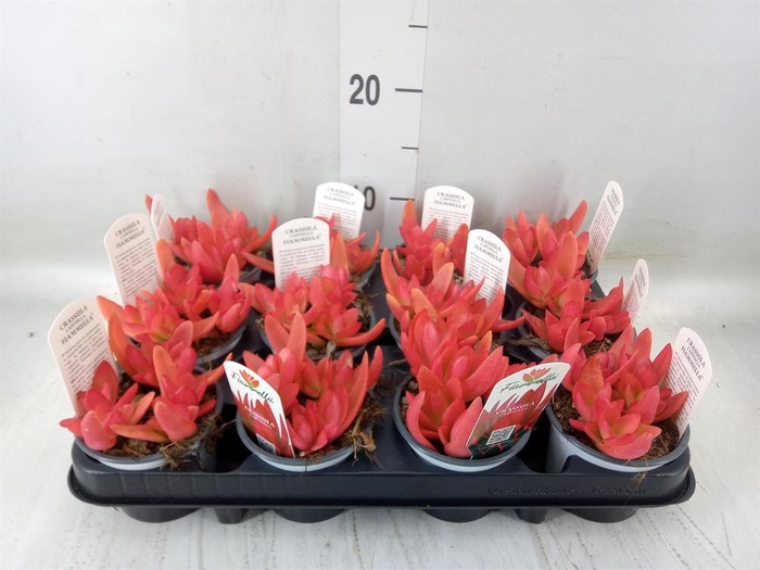 <h4>Crassula ...</h4>