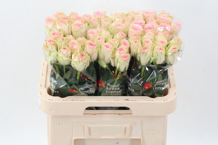 <h4>R Gr Esperance</h4>