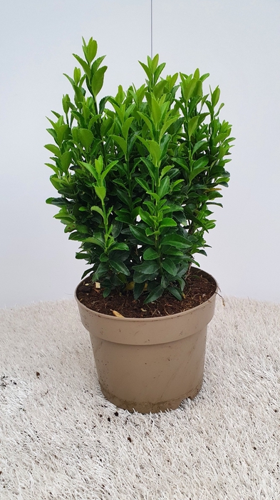 <h4>Euonymus jap. Aureomarginatus</h4>