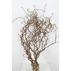 CORYL AV CONTORTA 2 JARIG 100CM