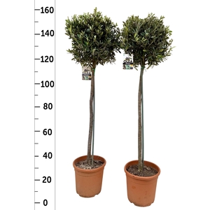 Olea europea P26 stam