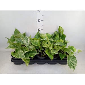 Epipremnum pinn. 'Marble Queen'