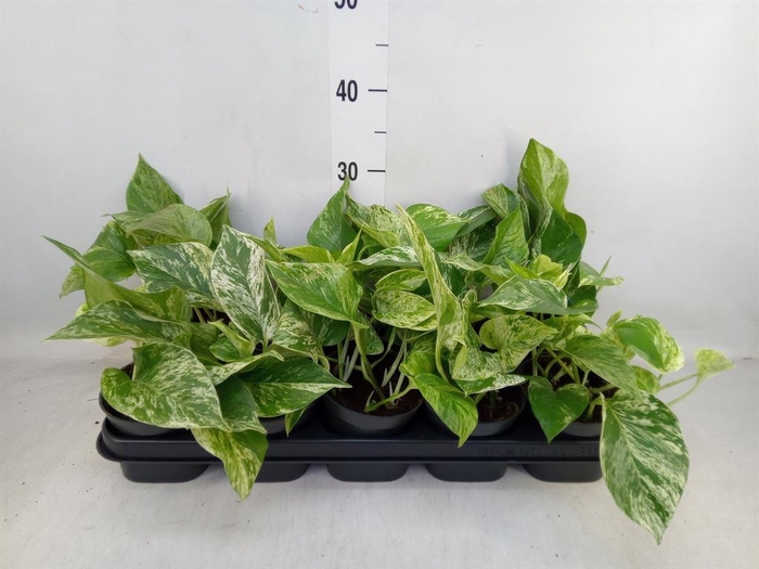 <h4>Epipremnum pinn. 'Marble Queen'</h4>