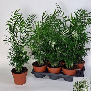 Chamaedorea Elegans variegata 17Ø 65cm