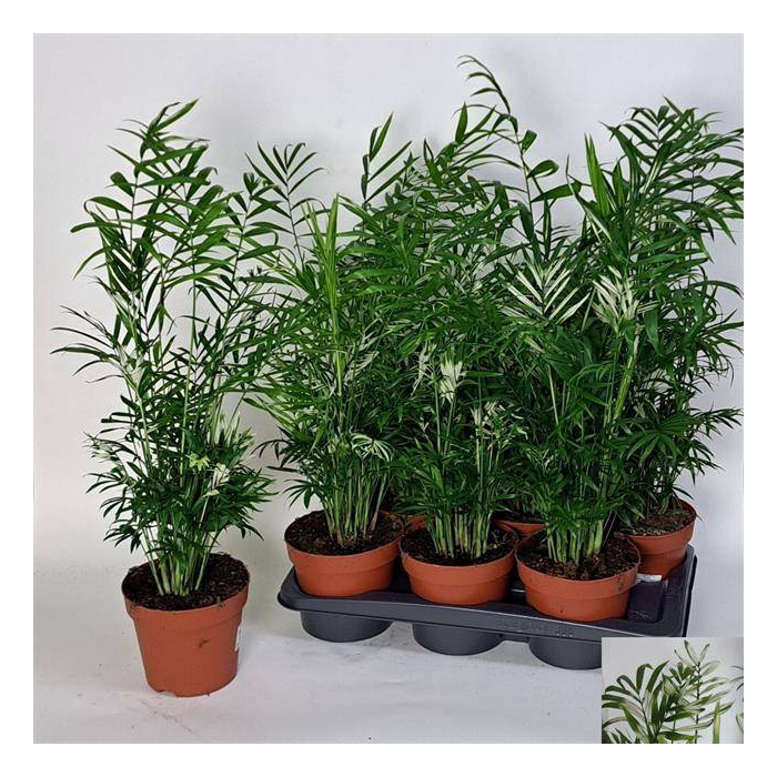 <h4>Chamaedorea Elegans variegata 17Ø 65cm</h4>