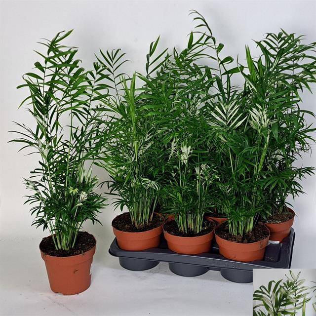 Chamaedorea Elegans variegata 17Ø 65cm