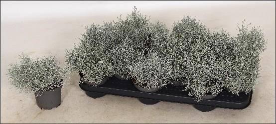 <h4>LEUCOPH BROWNII</h4>