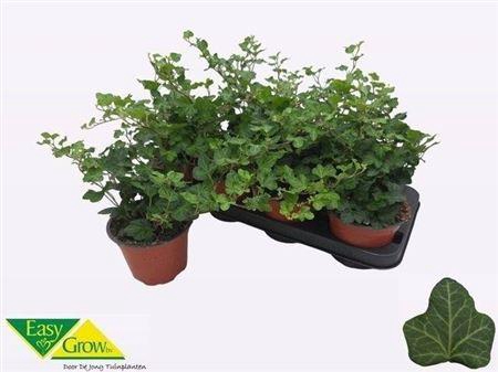 <h4>Hed He Wonder</h4>