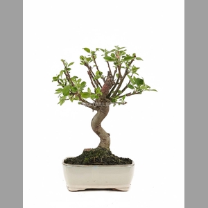 MALUS DOMESTICA OV