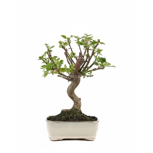 MALUS DOMESTICA OV