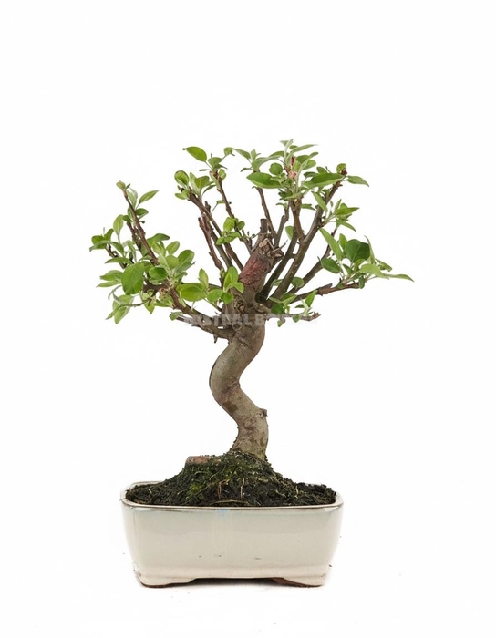 <h4>MALUS DOMESTICA OV</h4>