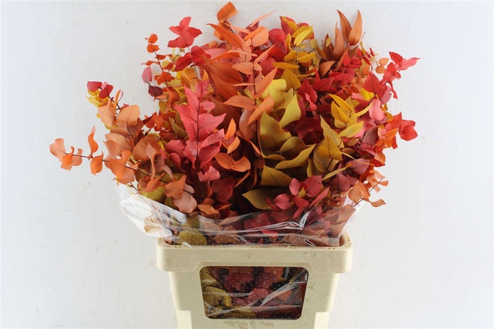 <h4>Euca Stuartiana Stab. Autumn</h4>
