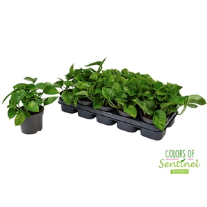 Epipremnum pinnatum 'Global Green' P12