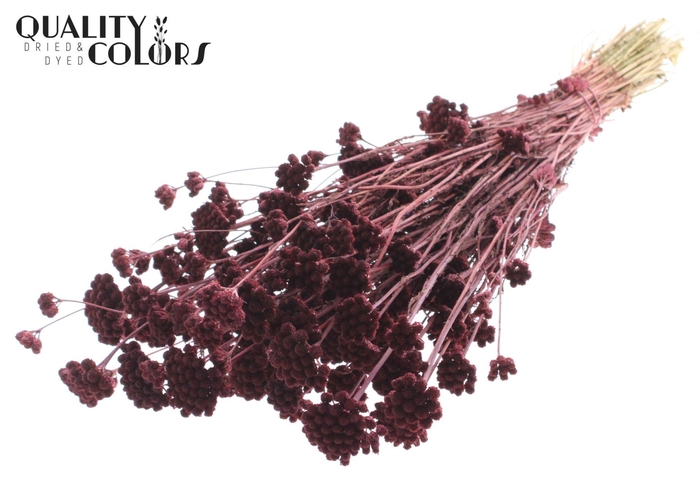 <h4>Droogbloemen   ...bewerkt H%</h4>