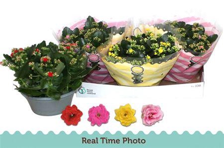 <h4>Kal Ge Gem 4 Kl</h4>