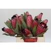Protea Red Magic