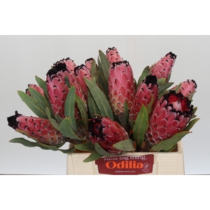 Protea Red Magic
