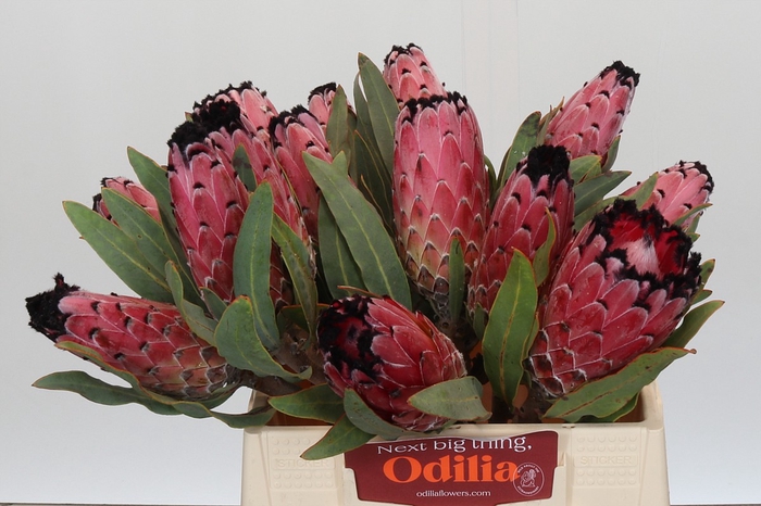 <h4>Protea Red Magic</h4>