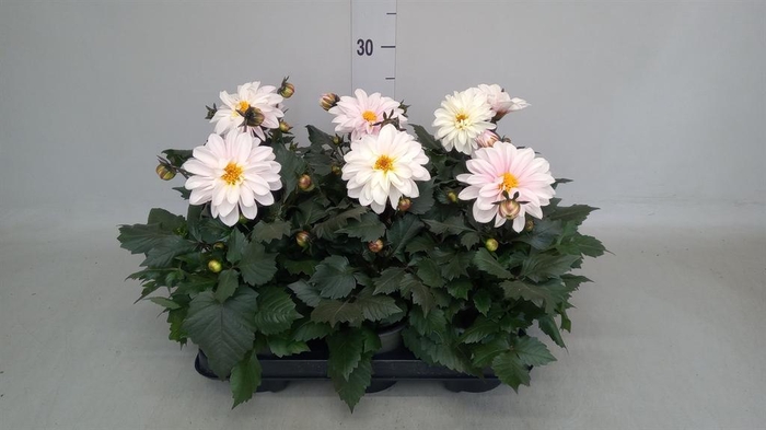<h4>Dahlia   ...</h4>