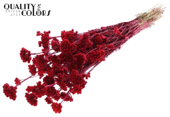 <h4>Droogbloemen   ...bewerkt H%</h4>