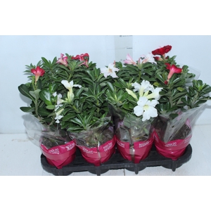 ROSA DO DESERTO P15 COM FLOR