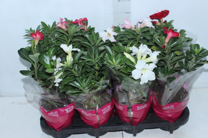 <h4>ROSA DO DESERTO P15 COM FLOR</h4>