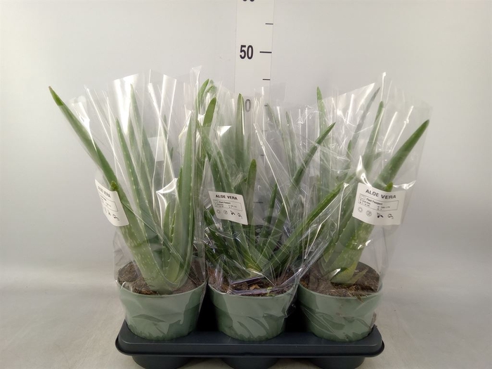 <h4>Aloe vera</h4>