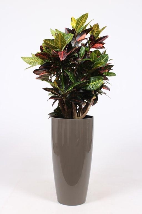 <h4>Codiaeum Petra (Croton) in Santorini pot "taupe"</h4>